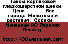 Таксы карликовой гладкошерстной щенки › Цена ­ 20 000 - Все города Животные и растения » Собаки   . Ненецкий АО,Верхняя Пеша д.